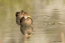 Foto Pato Maicero