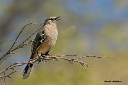 Foto Calandria Mora