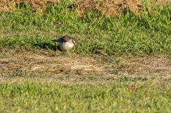 Foto Calandria Grande