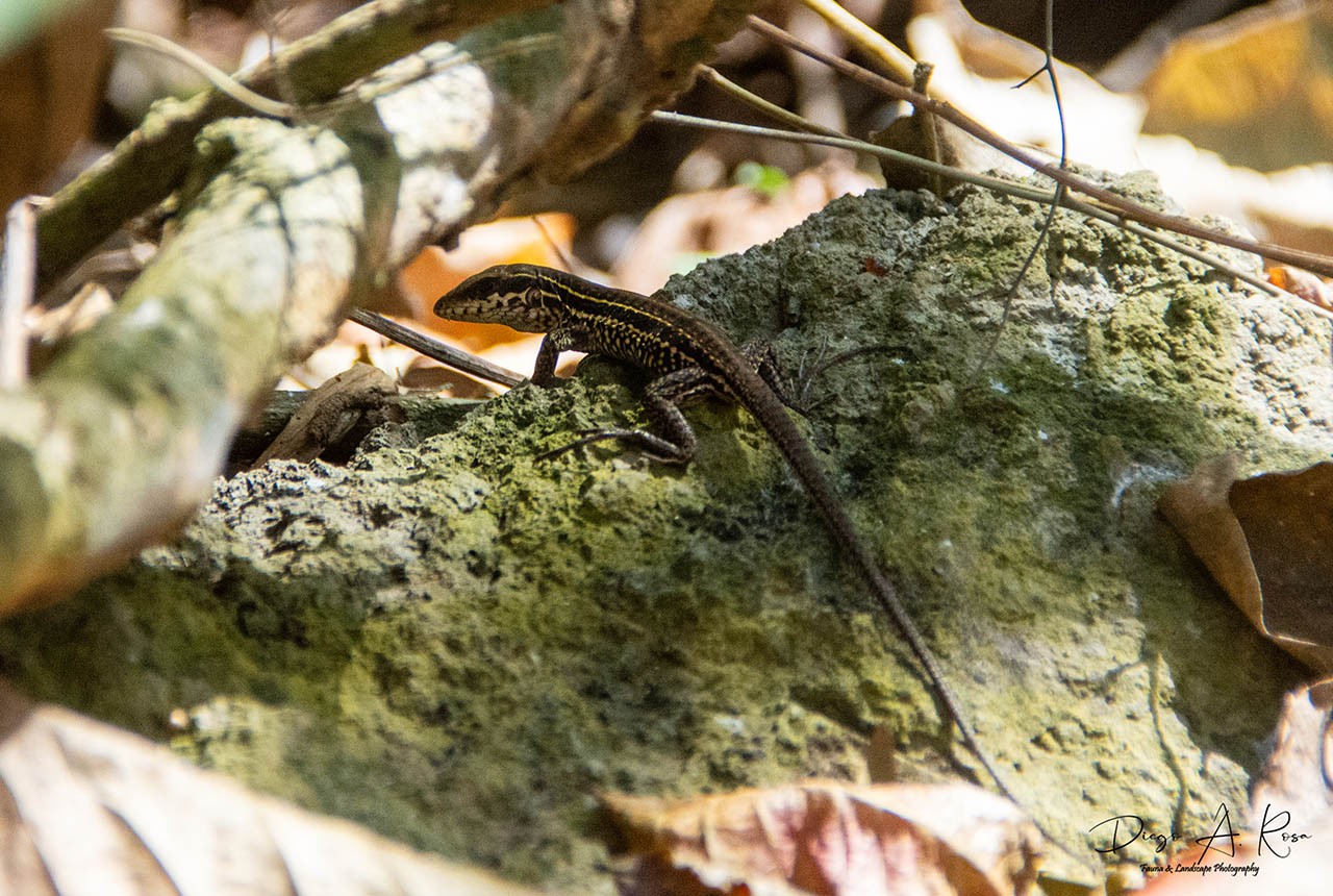 Foto Ameiva Gigante