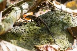 Photo Ameiva Gigante
