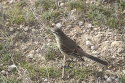 Foto Calandria Grande