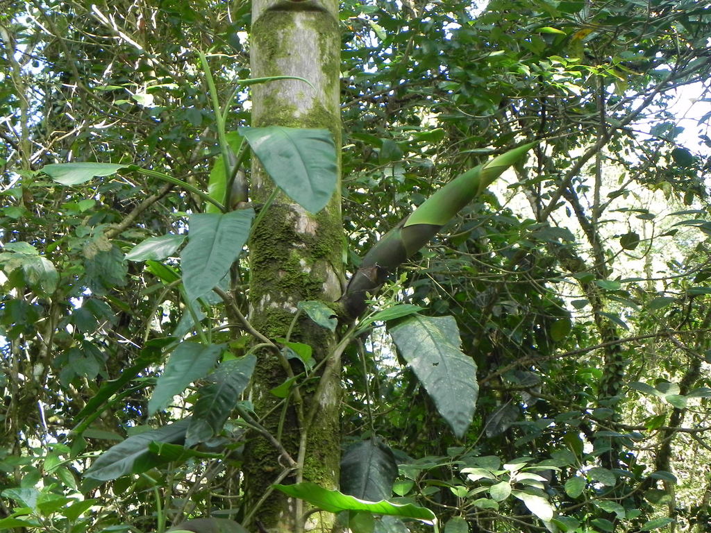 Philodendron&nbsp;schottii