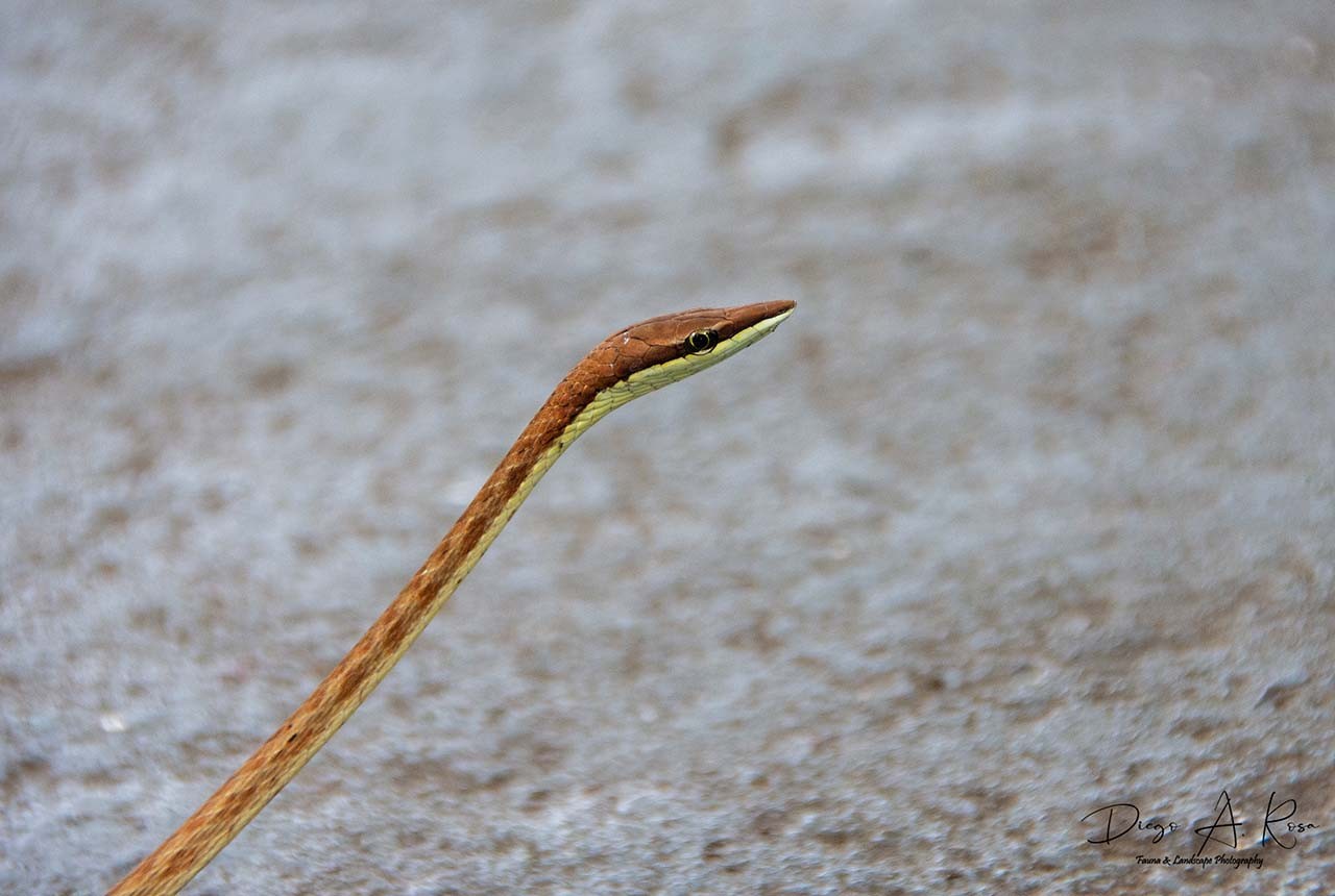 Oxybelis&nbsp;vittatus