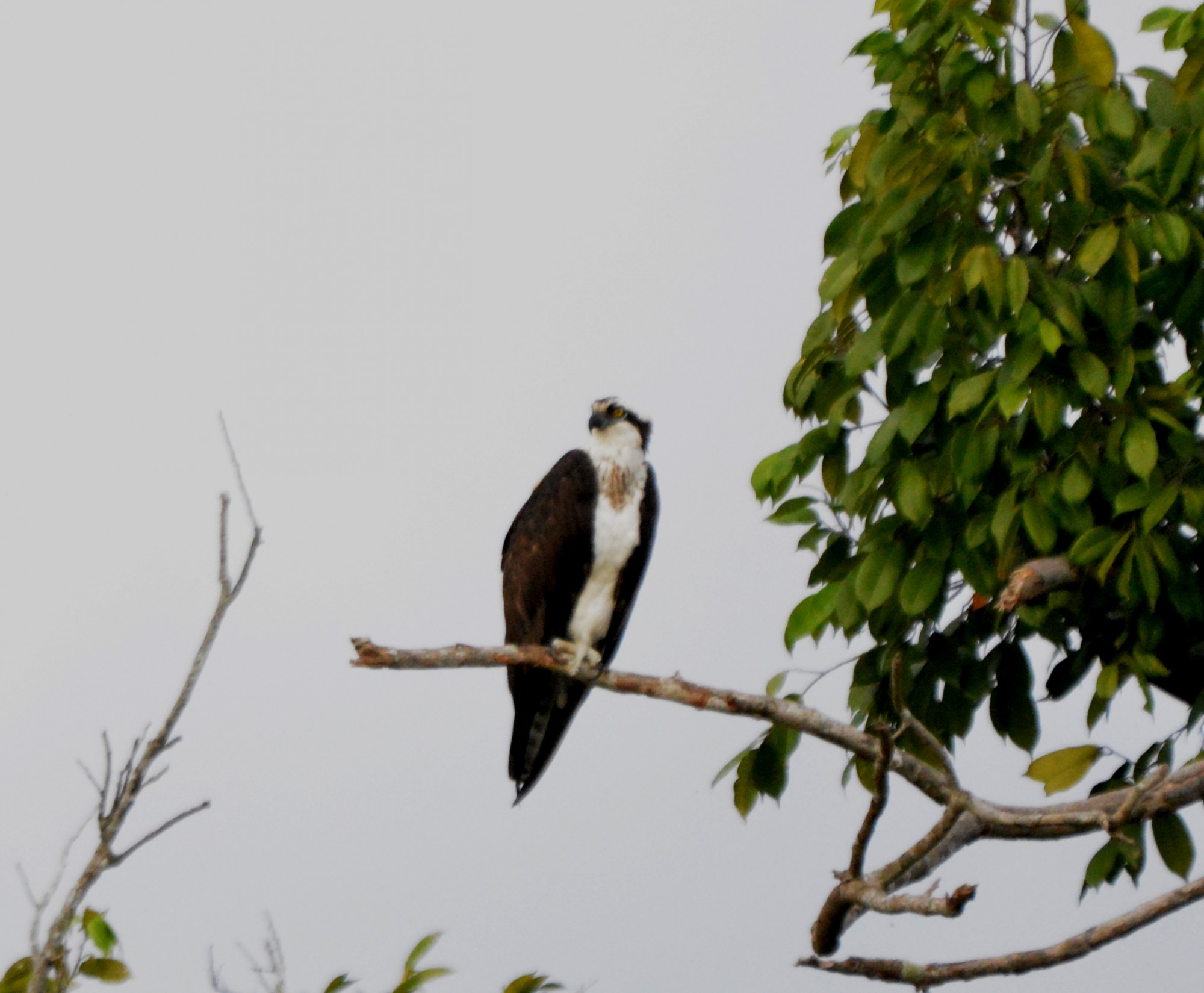 Foto Águila Pescadora