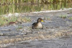 Foto Pato Barcino