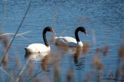 Foto Cisne Cuello Negro