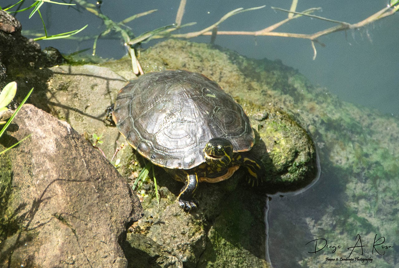 Trachemys&nbsp;grayi