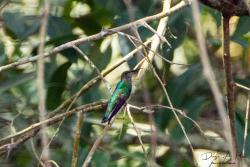 Foto Colibrí Nuca Blanca