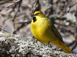 Foto Cardenal Amarillo