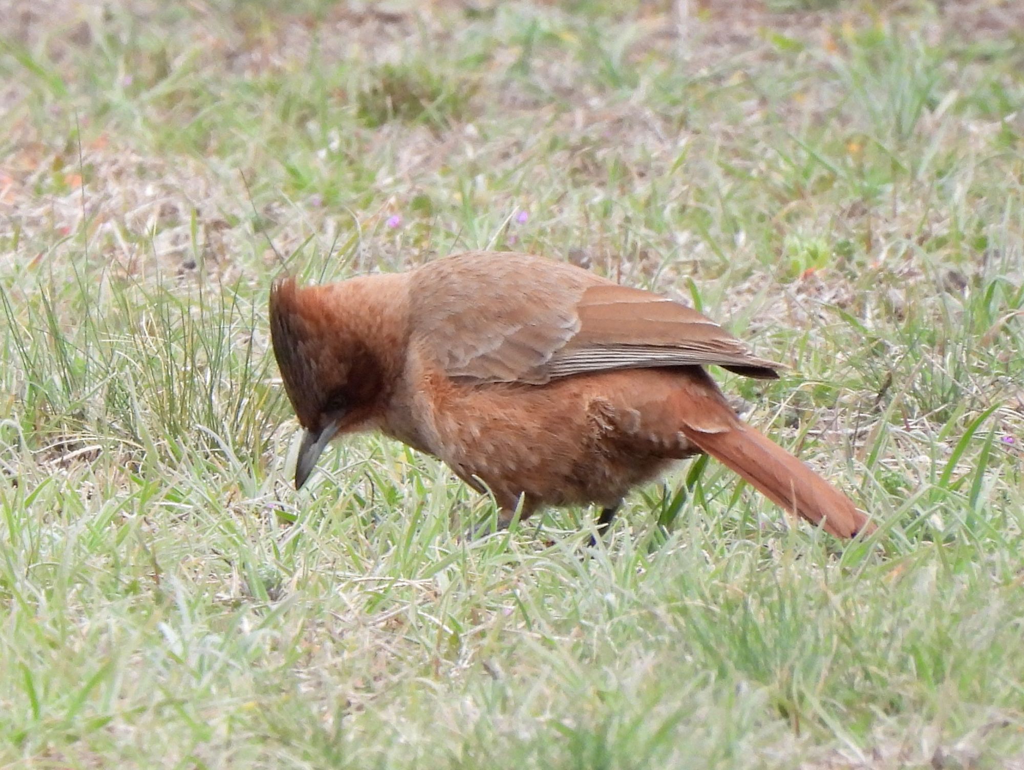 Foto Cacholote Castaño
