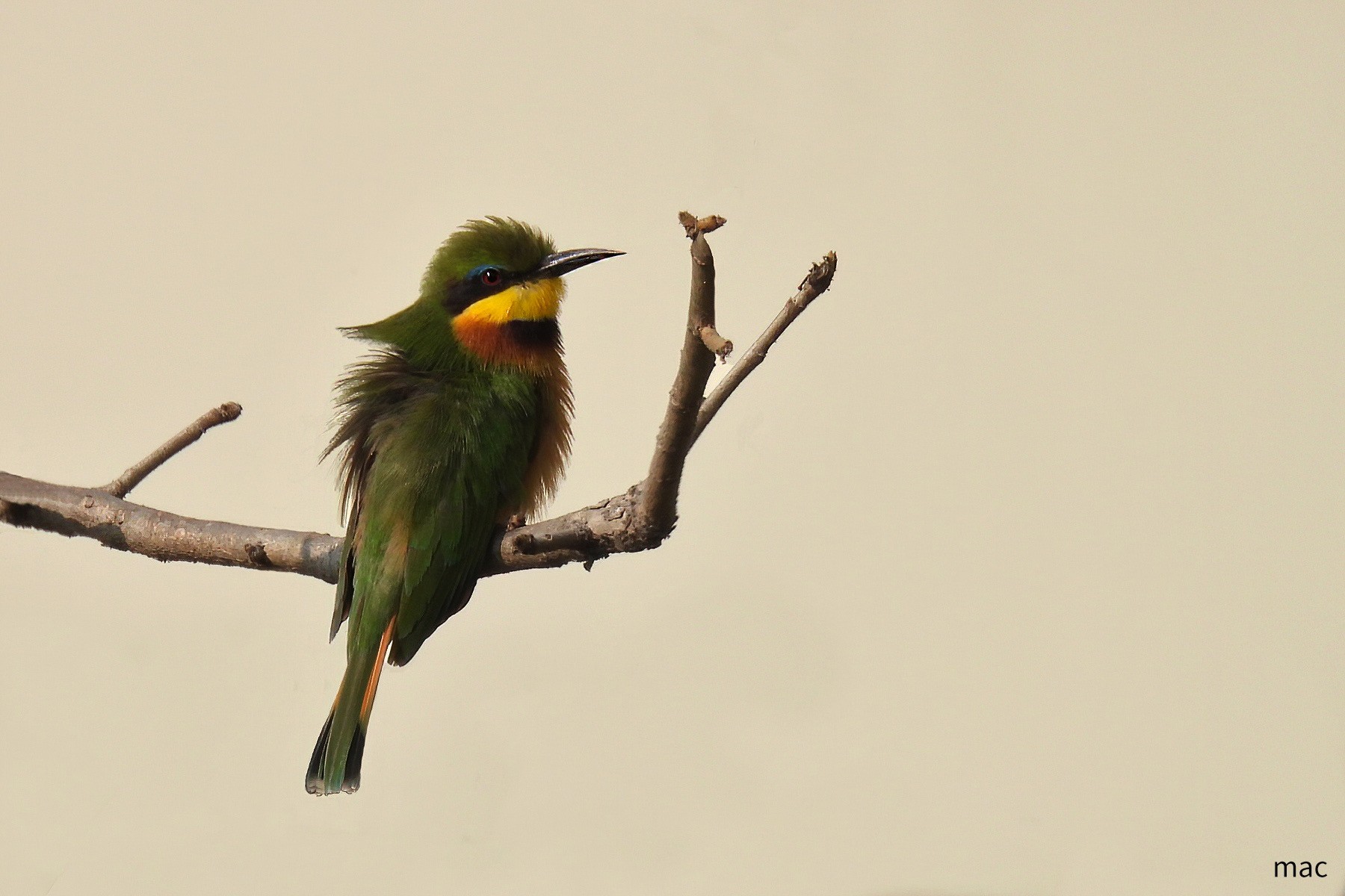Merops&nbsp;pusillus
