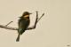  (Merops pusillus)