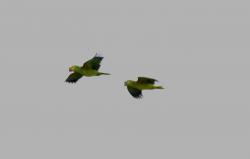 Photo Loro Hablador