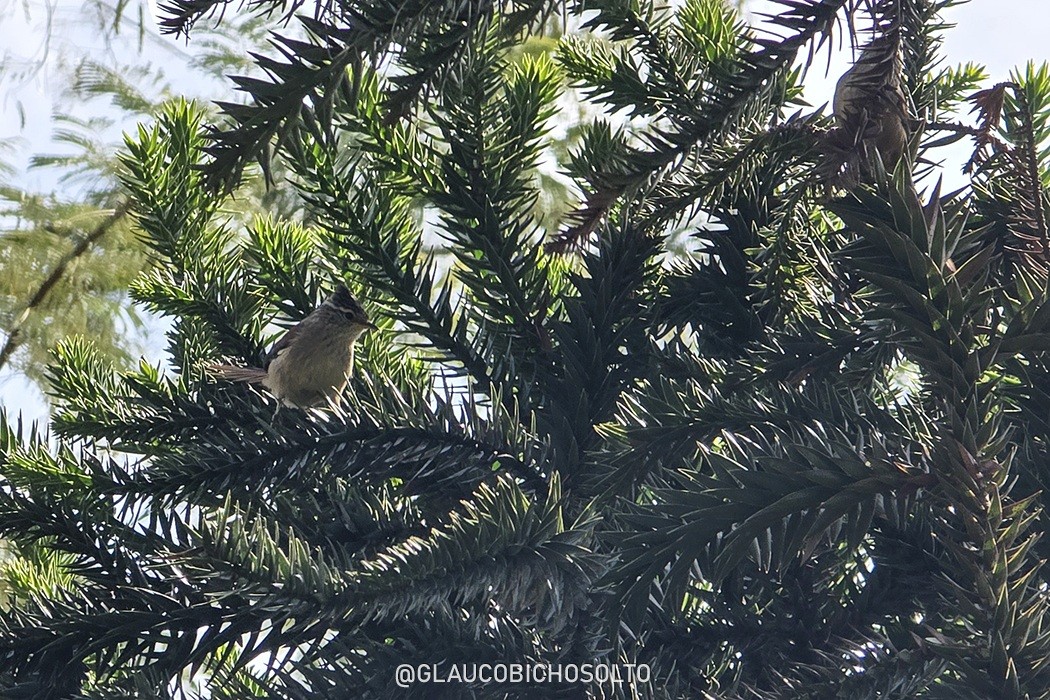 Foto Coludito de los Pinos