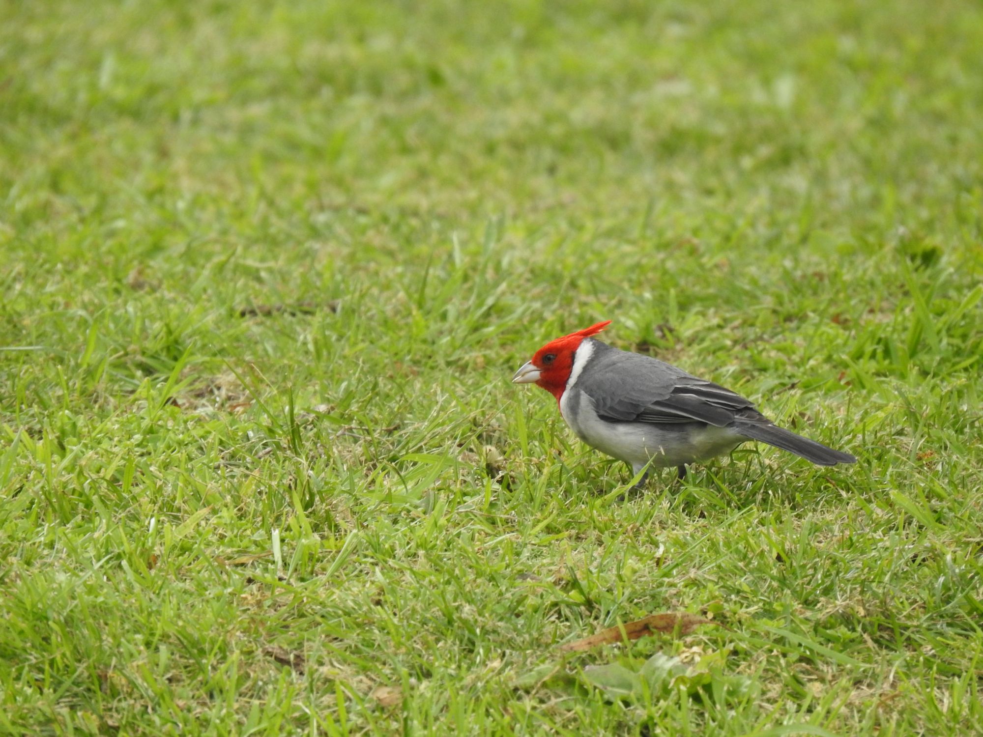 Foto Cardenal Común