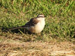 Foto Calandria Grande
