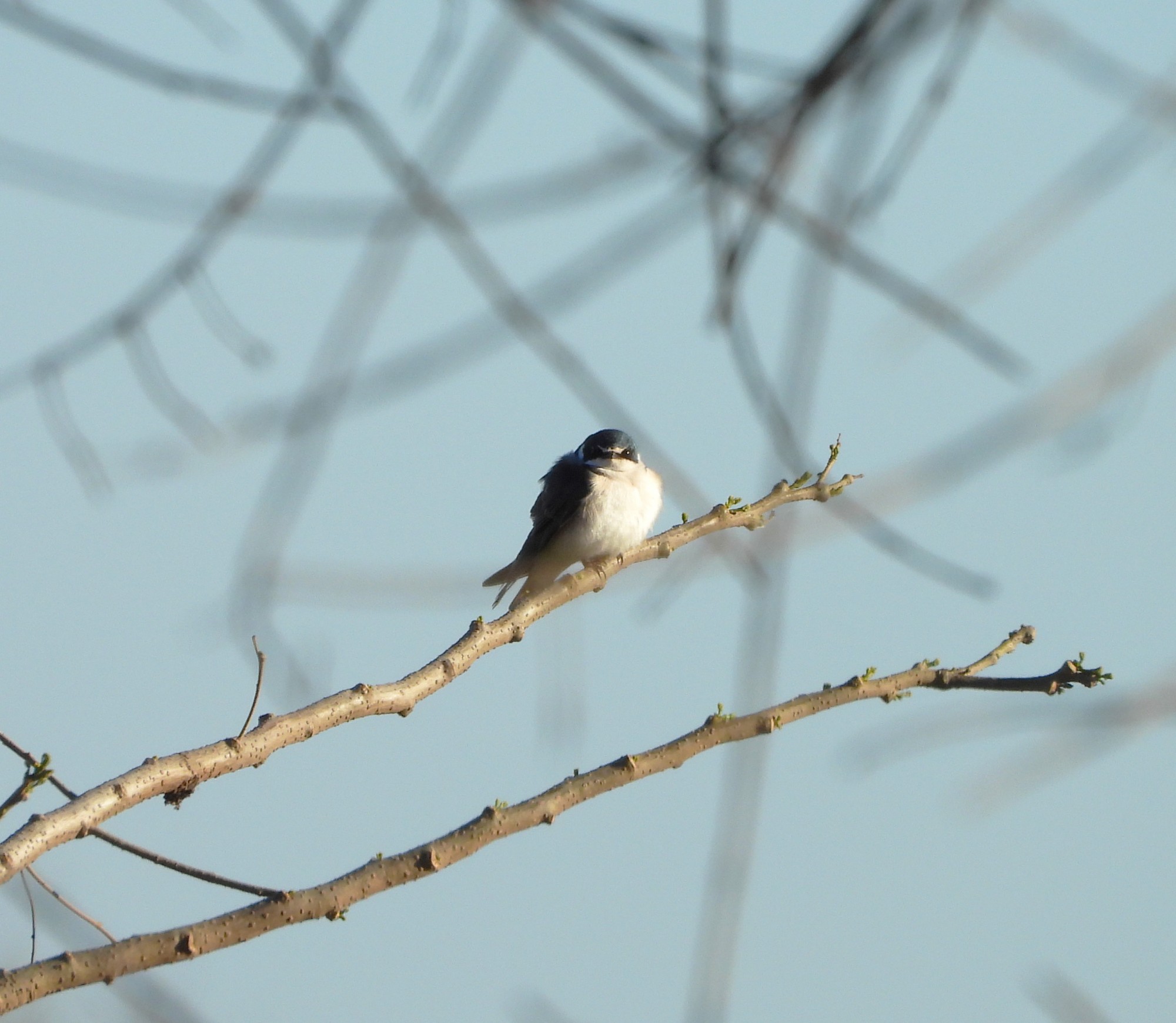 Foto Golondrina Ceja Blanca