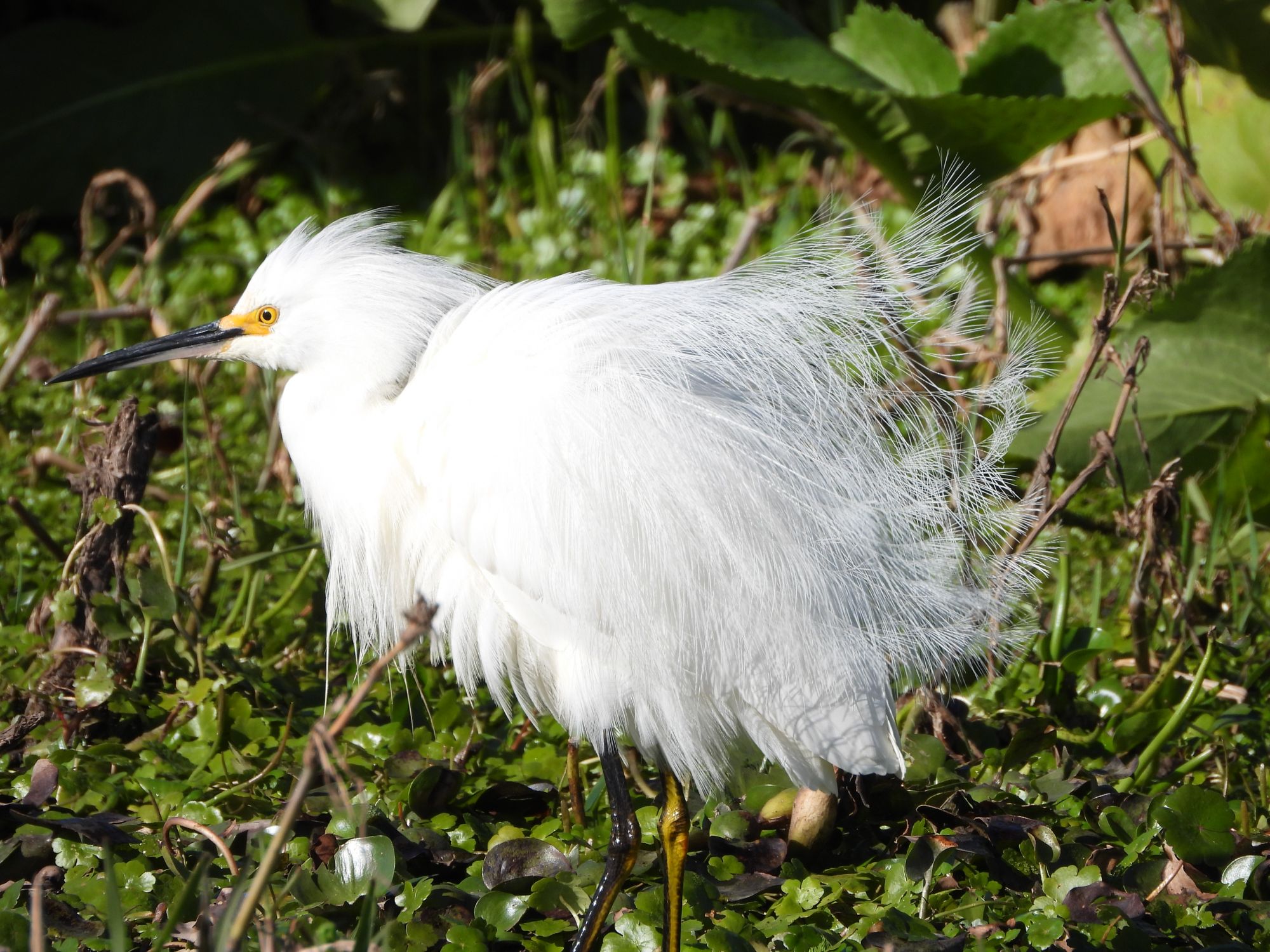 Egretta&nbsp;thula
