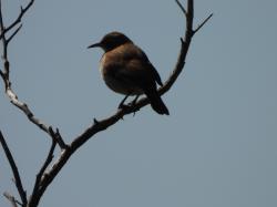 Foto Hornero