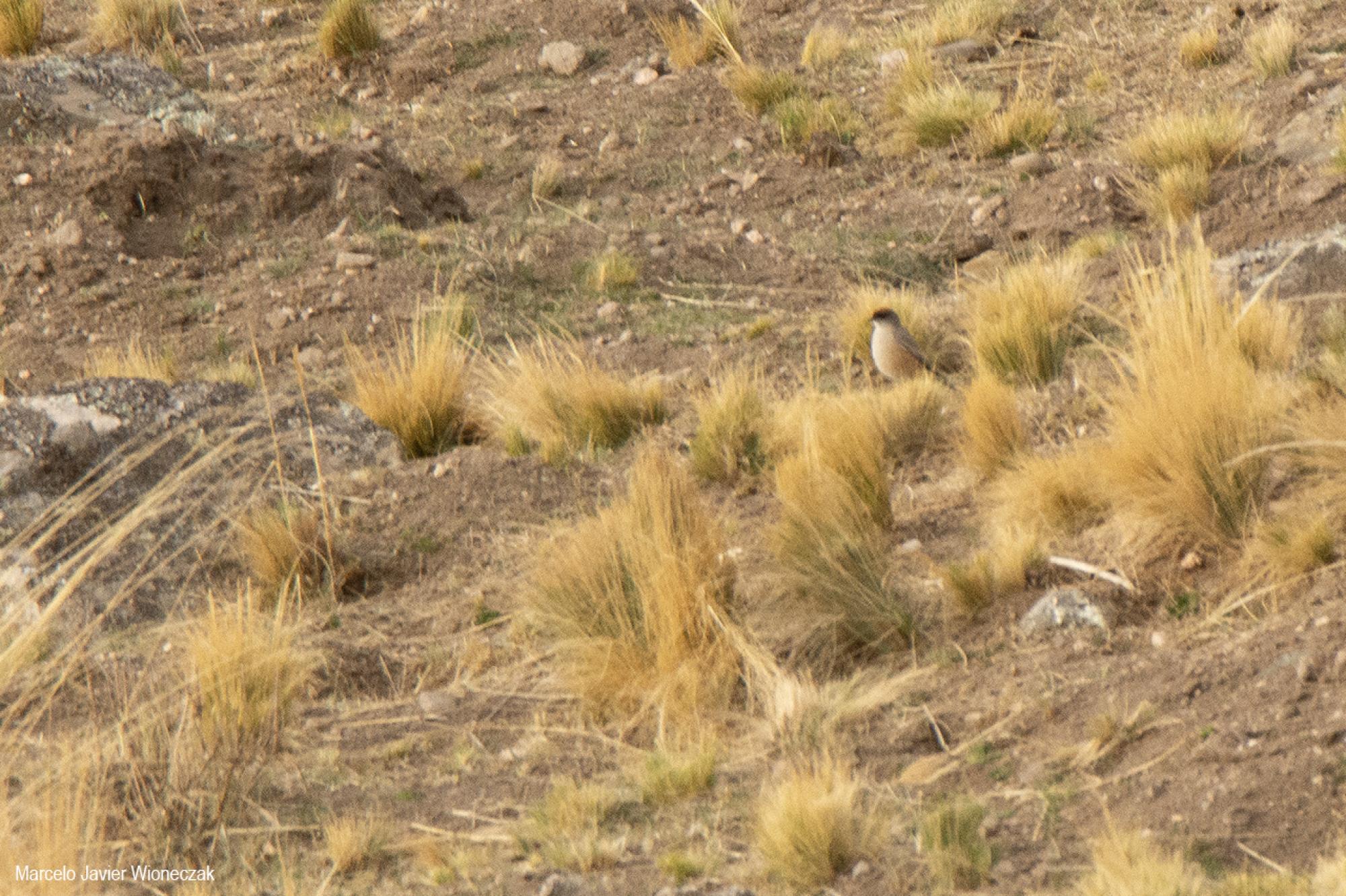 Photo Dormilona Canela