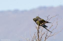 Foto Loro Barranquero