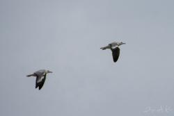 Foto Gaviota Capucho Gris