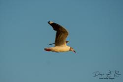 Foto Gaviota Capucho Gris