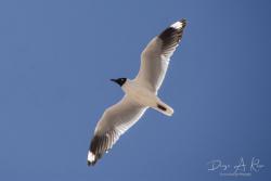 Foto Gaviota Andina