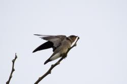 Foto Golondrina Ribereña