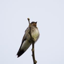 Foto Golondrina Ribereña