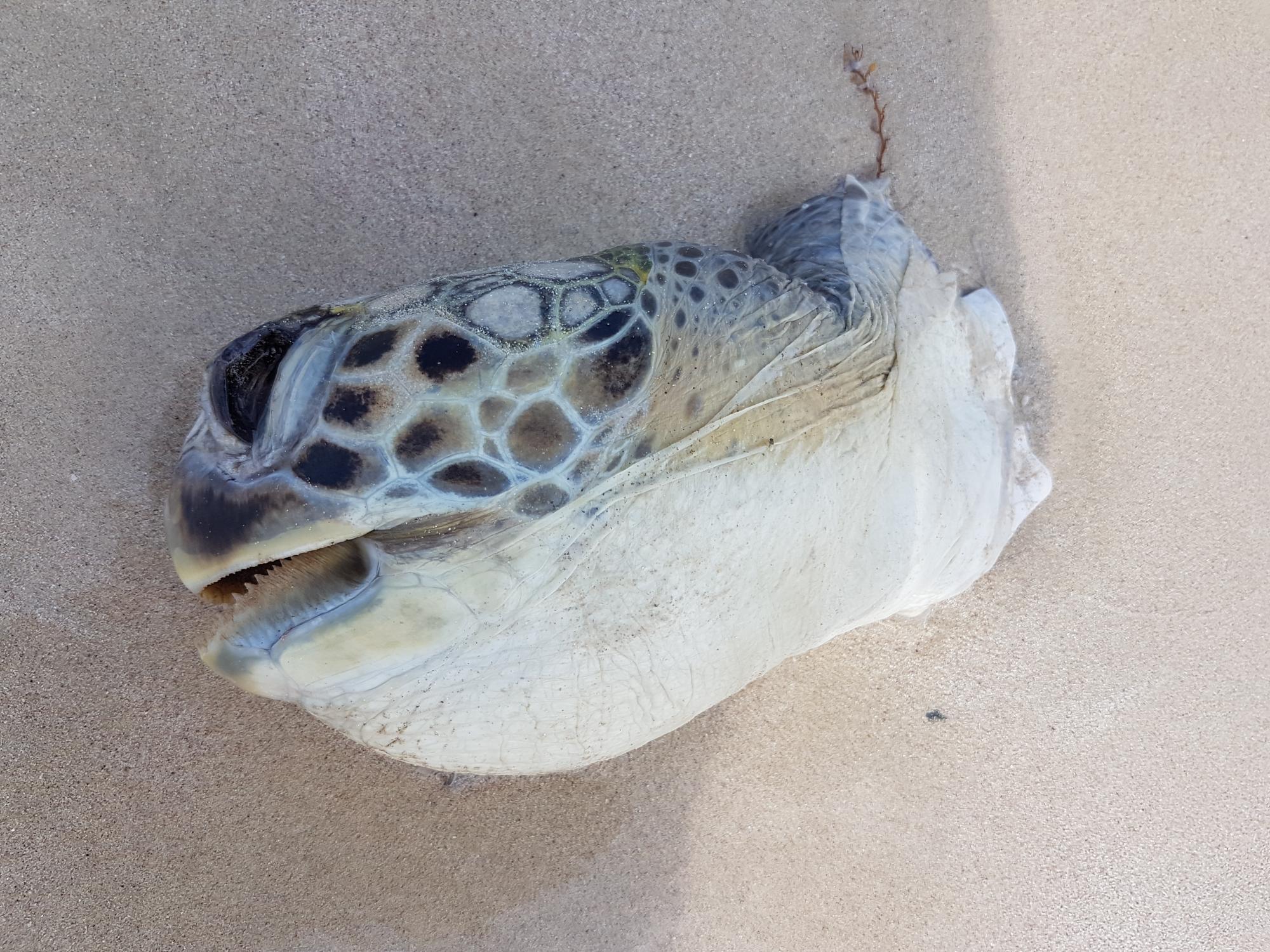 Foto Tortuga Carey