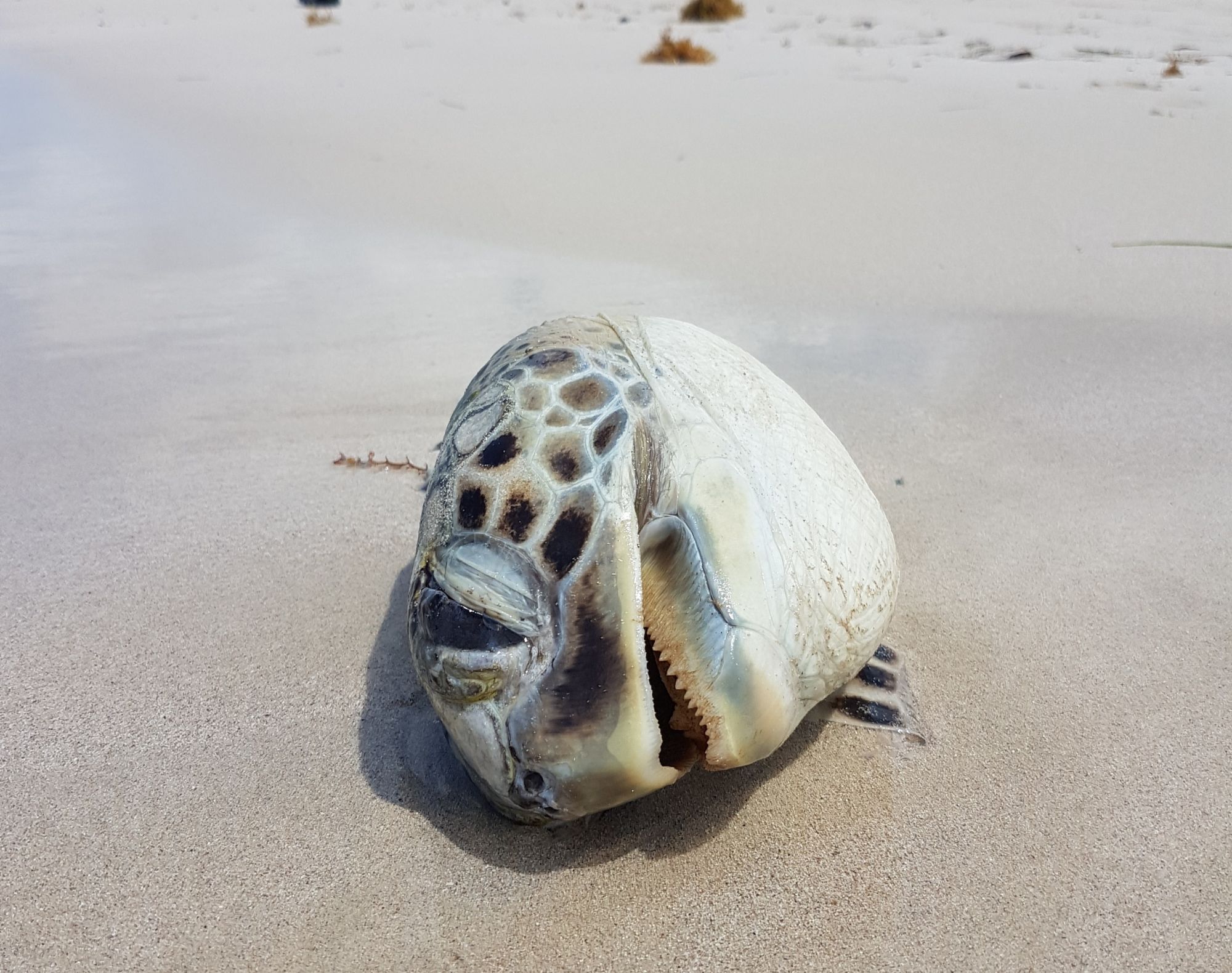 Foto Tortuga Carey