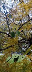 Foto Jacarandá