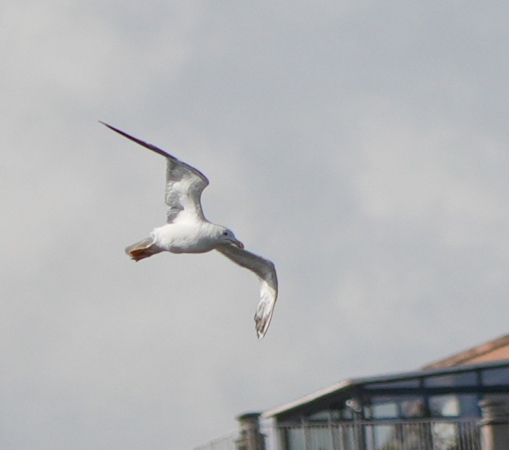 Photo Gaviota Picofina