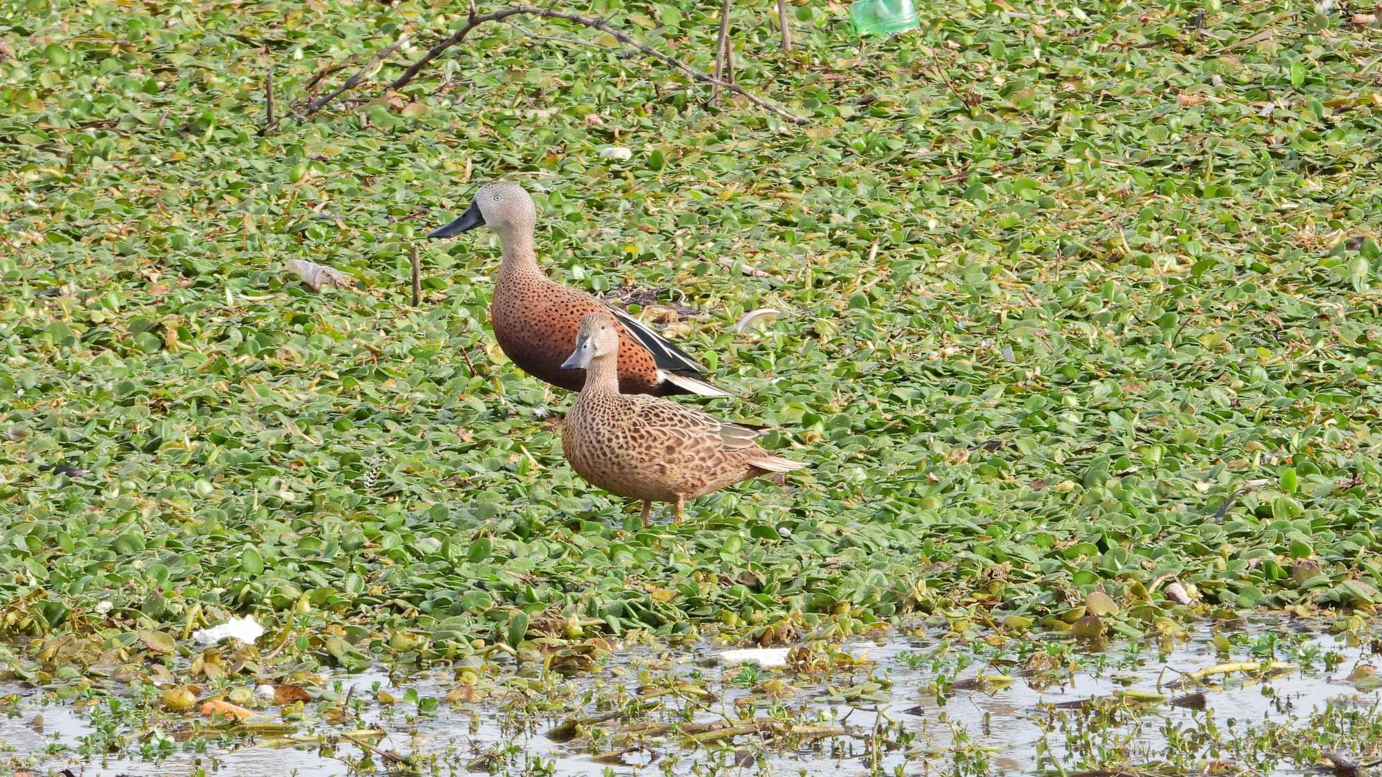Foto Pato Cuchara