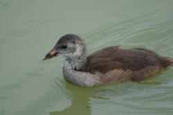 Foto Polla Gris