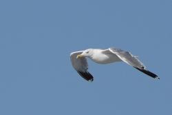 Foto Gaviota Patiamarilla