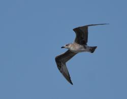 Foto Gaviota Patiamarilla