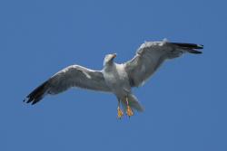 Foto Gaviota Patiamarilla