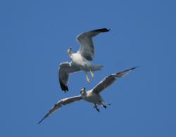Foto Gaviota Patiamarilla