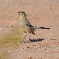 Foto Calandria Mora