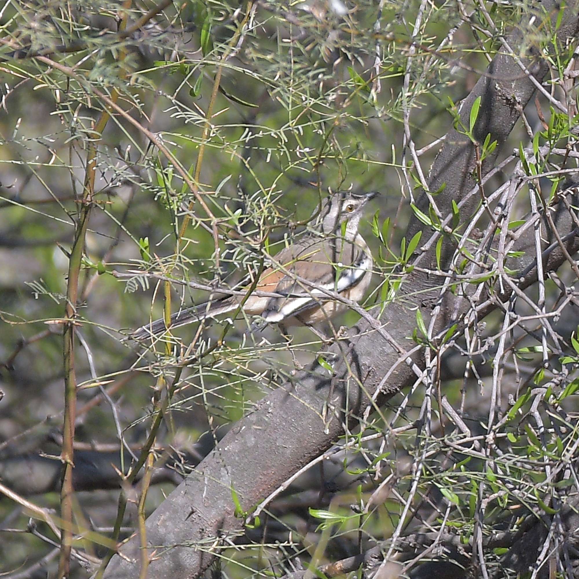 Foto Calandria Real