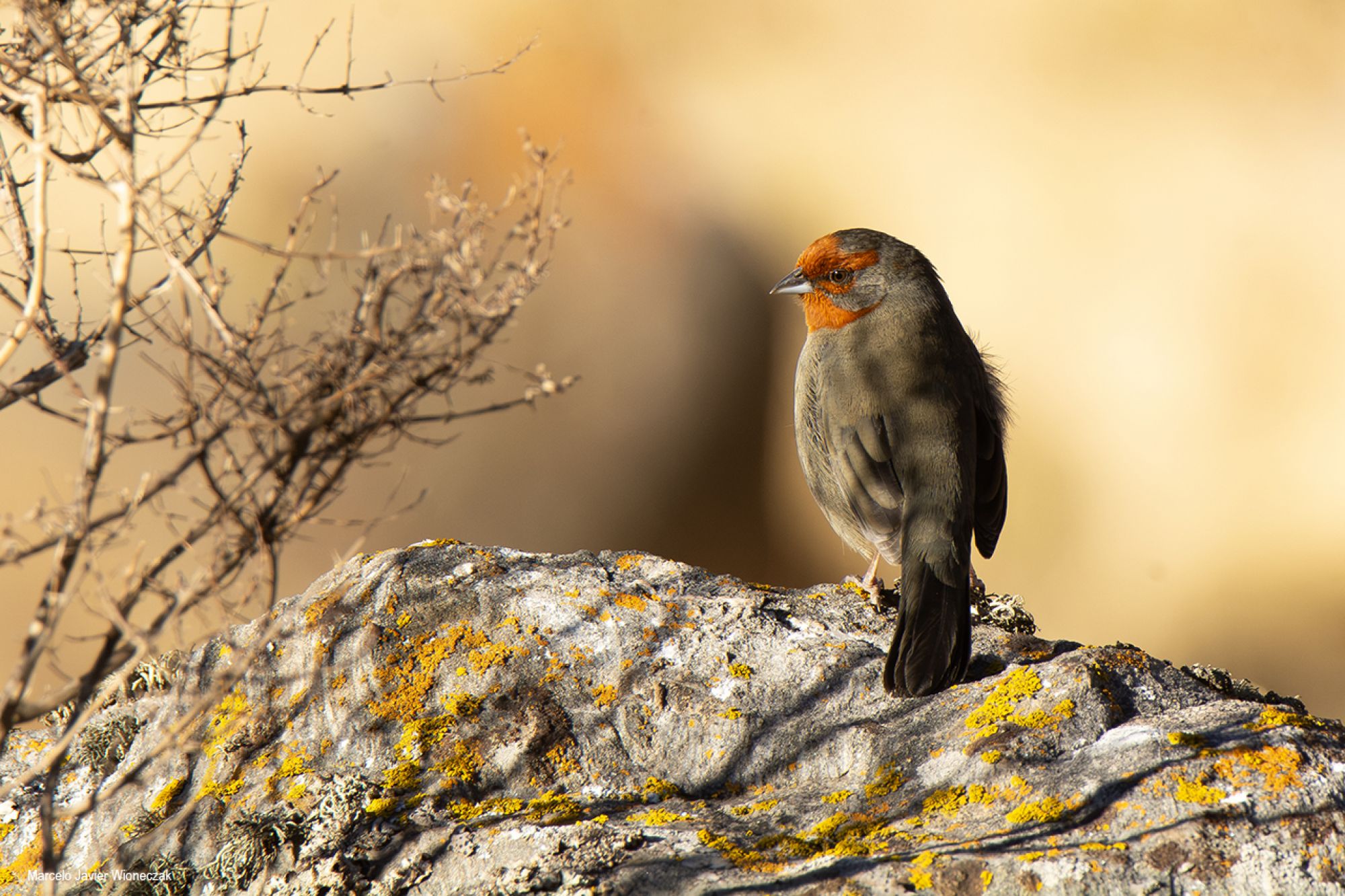 Monterita Serrana (Poospiza baeri)
