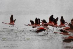 Foto Flamenco Austral