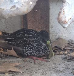 Foto Gallineta Overa