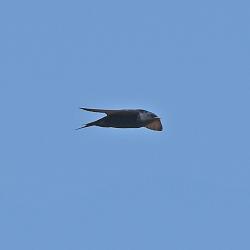 Foto Golondrina Negra