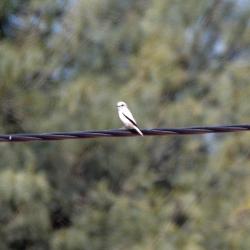 Foto Monjita Blanca