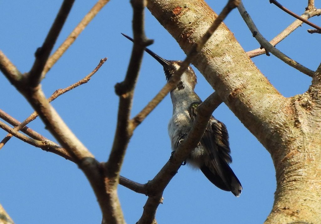 Foto Colibrí Piquilargo