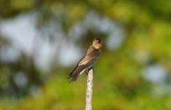 Foto Golondrina Ribereña